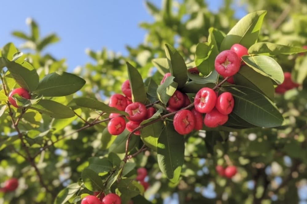 Bạn c&oacute; thể mua đặc sản mận Trung Lương ngọt thơm